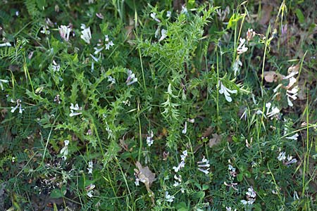 Vicia glauca \ Blaugrne Wicke / Glaucous Vetch, Sizilien/Sicily Ätna Ostseite / Etna Eastern side 26.4.2016 (Photo: Uwe & Katja Grabner)