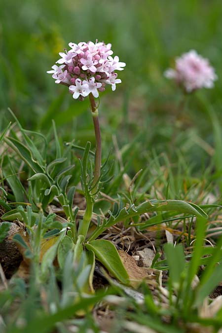 Valeriana tuberosa \ Knolliger Baldrian / Tuberous Valerian, Sizilien/Sicily Madonie 23.4.2016 (Photo: Uwe & Katja Grabner)