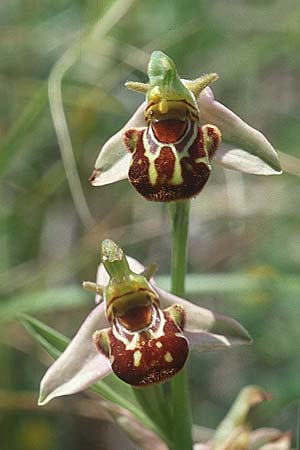 Ophrys apifera \ Bienen-Ragwurz / Bee Orchid, Sizilien/Sicily,  Buccheri 27.4.1998 