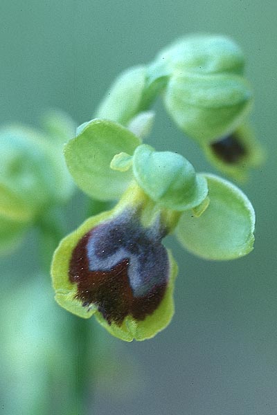 Ophrys archimedea \ Archimedes-Ragwurz / Archimedes Orchid, Sizilien/Sicily,  Cammarata 29.4.1998 