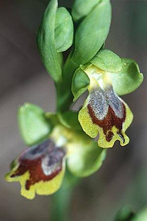 Ophrys archimedea \ Archimedes-Ragwurz / Archimedes Orchid, Sizilien/Sicily,  Niscemi 14.3.2002 