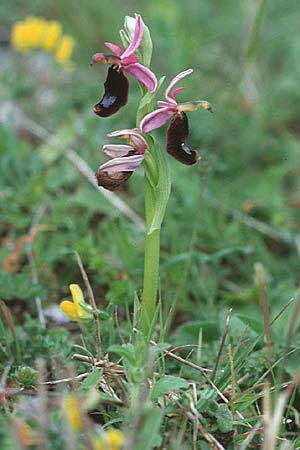 Ophrys bertolonii \ Bertolonis Ragwurz, Vöglein-Ragwurz / Bertoloni's Bee Orchid, Sizilien/Sicily,  Ferla 1.4.1998 