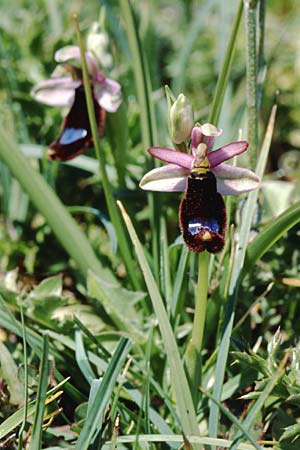 Ophrys bertolonii \ Bertolonis Ragwurz, Vöglein-Ragwurz / Bertoloni's Bee Orchid, Sizilien/Sicily,  Vizzini 4.4.1998 