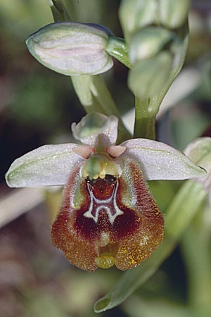 Ophrys biancae \ Biancas Ragwurz / Bianca's Orchid, Sizilien/Sicily,  Ferla 4.4.1998 