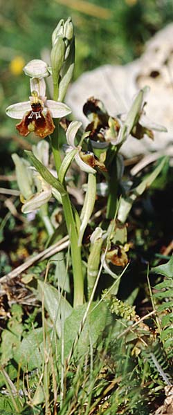 Ophrys biancae \ Biancas Ragwurz / Bianca's Orchid, Sizilien/Sicily,  Ferla 4.4.1998 