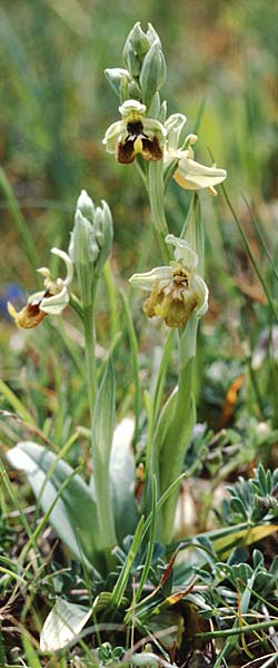 Ophrys biancae \ Biancas Ragwurz / Bianca's Orchid, Sizilien/Sicily,  Ferla 11.4.1999 