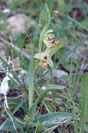 Ophrys biancae \ Biancas Ragwurz, Sizilien,  Ferla 11.4.1999 