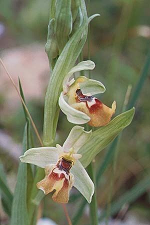 Ophrys biancae \ Biancas Ragwurz / Bianca's Orchid, Sizilien/Sicily,  Ferla 11.4.1999 