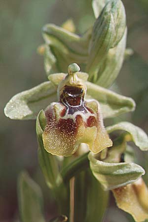 Ophrys biancae \ Biancas Ragwurz, Sizilien,  Ferla 11.4.1999 