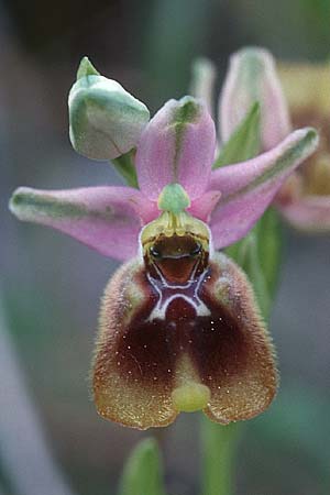 Ophrys biancae \ Biancas Ragwurz / Bianca's Orchid, Sizilien/Sicily,  Ferla 11.4.1999 