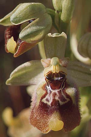 Ophrys biancae \ Biancas Ragwurz, Sizilien,  Noto 14.4.1999 