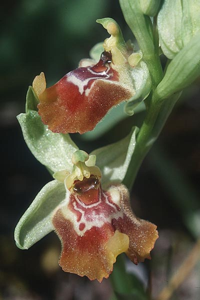 Ophrys biancae \ Biancas Ragwurz / Bianca's Orchid, Sizilien/Sicily,  Noto 14.4.1999 