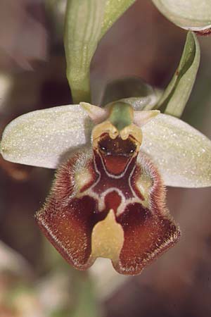 Ophrys biancae \ Biancas Ragwurz, Sizilien,  Noto 14.4.1999 