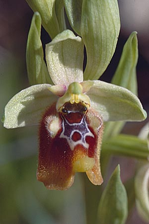 Ophrys biancae \ Biancas Ragwurz / Bianca's Orchid, Sizilien/Sicily,  Noto 14.4.1999 