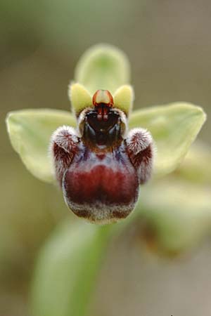 Ophrys bombyliflora \ Bremsen-Ragwurz, Drohnen-Ragwurz, Sizilien,  Niscemi 31.3.1998 