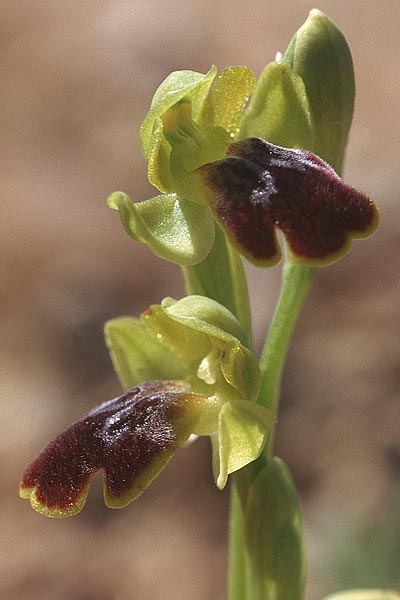 Ophrys caesiella \ Blaugraue Ragwurz / Blue-Grey Bee Orchid, Sizilien/Sicily,  Niscemi 3.4.1998 