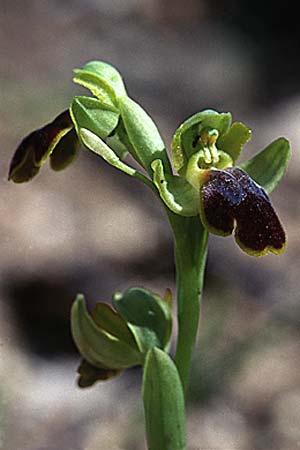Ophrys caesiella \ Blaugraue Ragwurz / Blue-Grey Bee Orchid, Sizilien/Sicily,  Niscemi 3.4.1998 