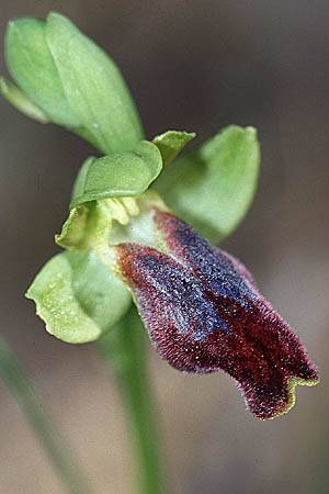 Ophrys caesiella \ Blaugraue Ragwurz / Blue-Grey Bee Orchid, Sizilien/Sicily,  Niscemi 14.3.2002 