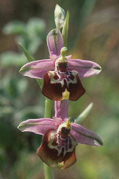 [click] Ophrys calliantha, Sizilien/Sicily,  Ferla 26.4.1998 