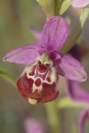 Ophrys calliantha \ Prächtige Schnabel-Ragwurz / Splendid Beak Bee Orchid, Sizilien/Sicily,  Ferla 26.4.1998 