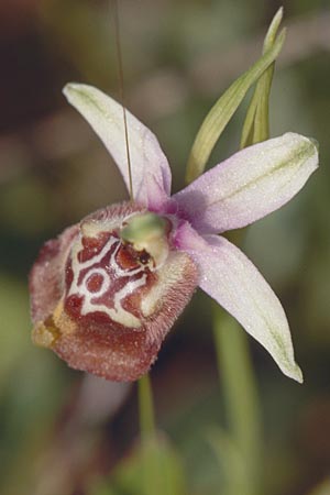 Ophrys calliantha \ Prächtige Schnabel-Ragwurz / Splendid Beak Bee Orchid, Sizilien/Sicily,  Ferla 26.4.1998 
