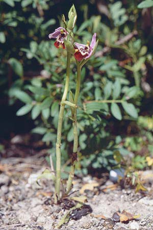 Ophrys calliantha \ Prächtige Schnabel-Ragwurz, Sizilien,  Vittoria 12.4.1999 