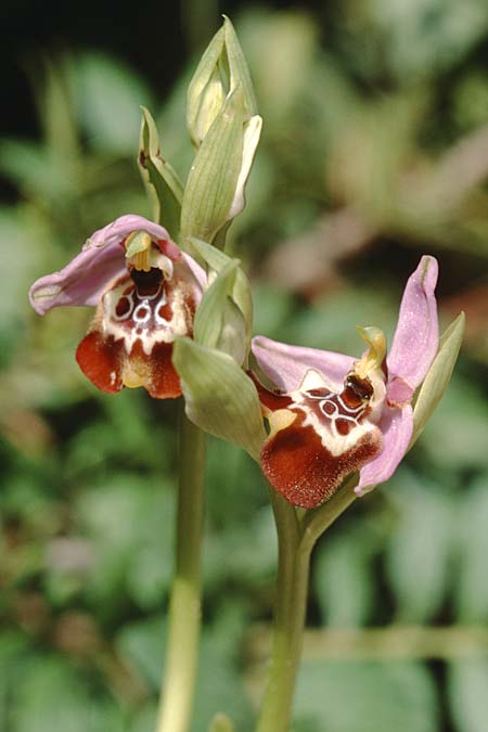 Ophrys calliantha \ Prächtige Schnabel-Ragwurz / Splendid Beak Bee Orchid, Sizilien/Sicily,  Vittoria 12.4.1999 