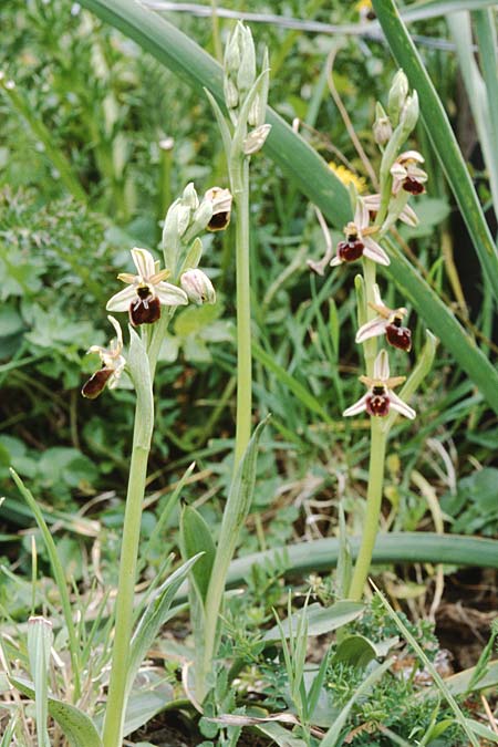 Ophrys exaltata subsp. exaltata \ Hochgewachsene Ragwurz / Raised Bee Orchid, Sizilien/Sicily,  Villafrati 30.3.1998 