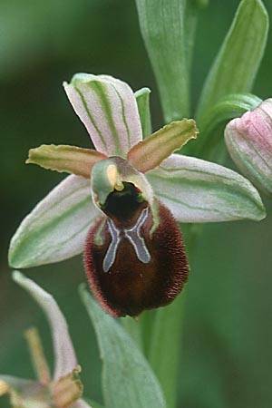 Ophrys exaltata subsp. exaltata, Sizilien/Sicily  Villafrati 30.3.1998 