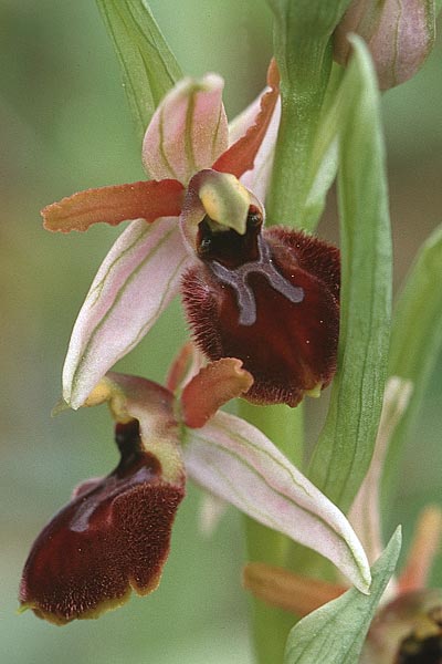 Ophrys exaltata subsp. exaltata \ Hochgewachsene Ragwurz / Raised Bee Orchid, Sizilien/Sicily,  Villafrati 30.3.1998 