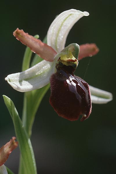 Ophrys exaltata subsp. exaltata \ Hochgewachsene Ragwurz / Raised Bee Orchid, Sizilien/Sicily,  Enna 3.4.1998 
