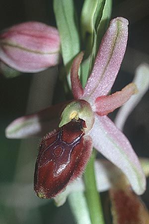 Ophrys exaltata subsp. exaltata, Sizilien/Sicily  Vittoria 11.3.2002 