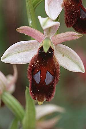 Ophrys explanata x lunulata, Sizilien/Sicily,  Passo delle Pantanelle 31.3.1998 