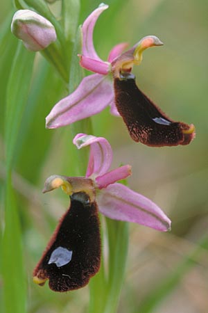 Ophrys explanata \ Ausgebreitete Ragwurz, Sizilien,  Palermo,Monte Catalfano 30.3.1998 