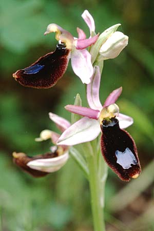 Ophrys explanata \ Ausgebreitete Ragwurz / Outspread Bee Orchid, Sizilien/Sicily,  Palermo,Monte Catalfano 30.3.1998 