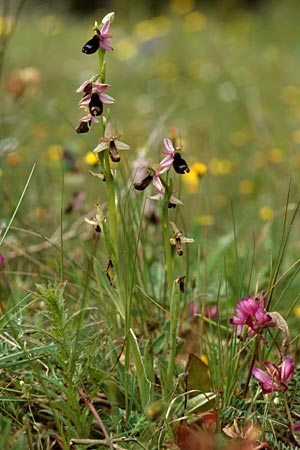 Ophrys explanata \ Ausgebreitete Ragwurz / Outspread Bee Orchid, Sizilien/Sicily,  Passo delle Pantanelle 31.3.1998 