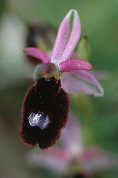 Ophrys explanata \ Ausgebreitete Ragwurz / Outspread Bee Orchid, Sizilien/Sicily,  Niscemi 2.4.1998 
