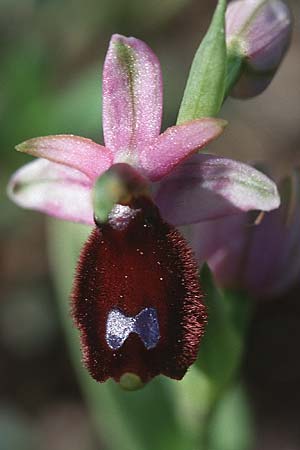 Ophrys explanata \ Ausgebreitete Ragwurz, Sizilien,  Niscemi 2.4.1998 