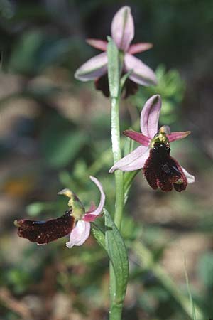 Ophrys explanata \ Ausgebreitete Ragwurz / Outspread Bee Orchid, Sizilien/Sicily,  Niscemi 2.4.1998 
