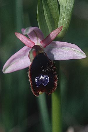 Ophrys explanata \ Ausgebreitete Ragwurz, Sizilien,  Passo delle Pantanelle 11.3.2002 