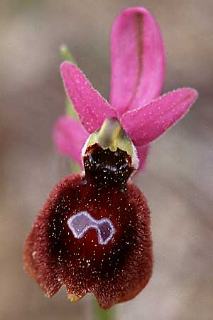 Ophrys explanata x grandiflora, Sizilien/Sicily,  Enna 13.4.1999 