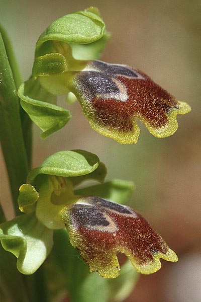 Ophrys flammeola \ Flammen-Ragwurz, Sizilien,  Cammarata 29.4.1998 