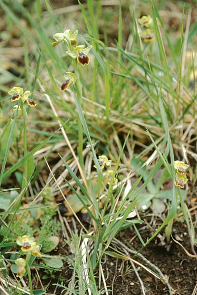 Ophrys flammeola \ Flammen-Ragwurz / Flame Bee Orchid, Sizilien/Sicily,  Cammarata 29.4.1998 