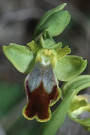 Ophrys flammeola \ Flammen-Ragwurz / Flame Bee Orchid, Sizilien/Sicily,  Niscemi 11.3.2002 