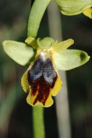 Ophrys flammeola \ Flammen-Ragwurz / Flame Bee Orchid, Sizilien/Sicily,  Niscemi 11.3.2002 