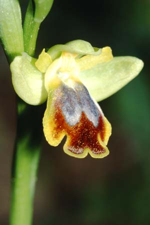 Ophrys flammeola \ Flammen-Ragwurz / Flame Bee Orchid, Sizilien/Sicily,  Prov. Caltanissetta 14.3.2002 