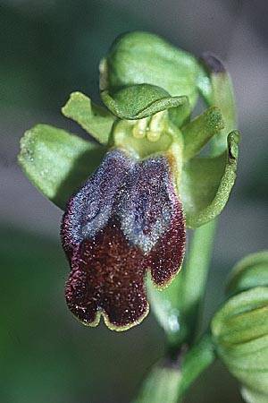 Ophrys caesiella \ Blaugraue Ragwurz, Sizilien,  Mineo 10.3.2002 