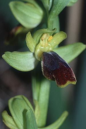 Ophrys caesiella, Sizilien Niscemi 11.3.02