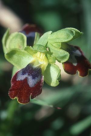 Ophrys gackiae \ Gacks Ragwurz / Gack's Ophrys, Sizilien/Sicily,  Licata 14.3.2002 