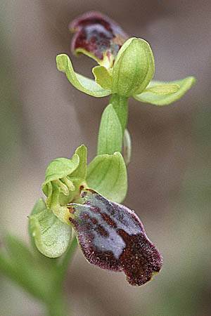 Ophrys gackiae \ Gacks Ragwurz / Gack's Ophrys, Sizilien/Sicily,  Niscemi 31.3.1998 